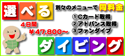 【グループ様歓迎】選べるダイビング特集