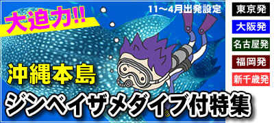 【ジンベイダイブ付特集】一度は一緒に潜りたい！ジンベイザメダイビング付特集！