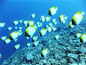 カスミチョウチョウウオ