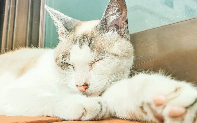 お店のご近所ネコ