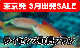 【3月出発限定ＳＡＬＥ】東京羽田空港発の方限定でスイマセン！ANAで行くダイビング特集