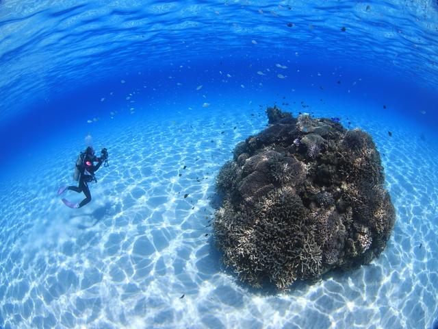 【渡嘉敷島】透明度抜群の海でサンゴや魚を観賞しよう！