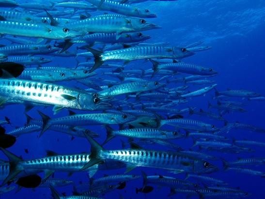 ボホール島 ダイビング魅力 魚影の濃さ、サンゴの美しさはフィリピン屈指！