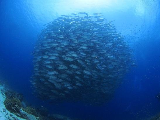 ボホール島 ダイビングポイント ダイバーズへヴン（バリカサグ）