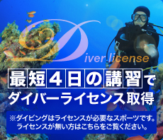 最短4日の講習でダイバーライセンス取得