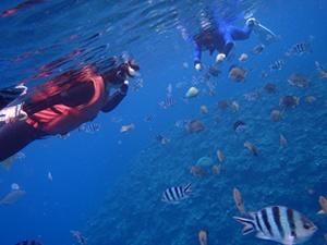 beginner_diving_snorkelling2.jpg