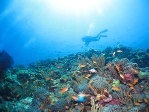 beginner_diving_snorkelling3.jpg