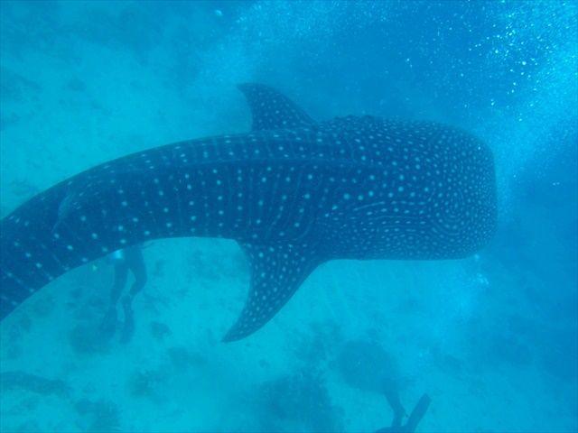 ceb_liloan_diving2.jpg