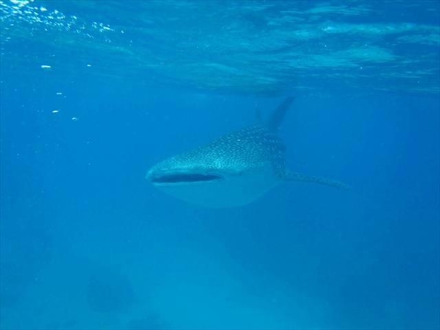 ceb_liloan_diving3.jpg