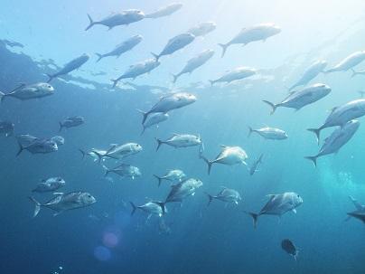 ceb_mactan_island_diving3.jpg