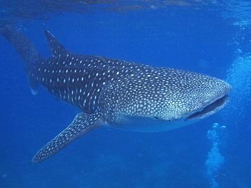 ceb_mactan_island_diving4.jpg