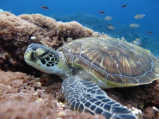 tokashikiisland_diving1.JPG