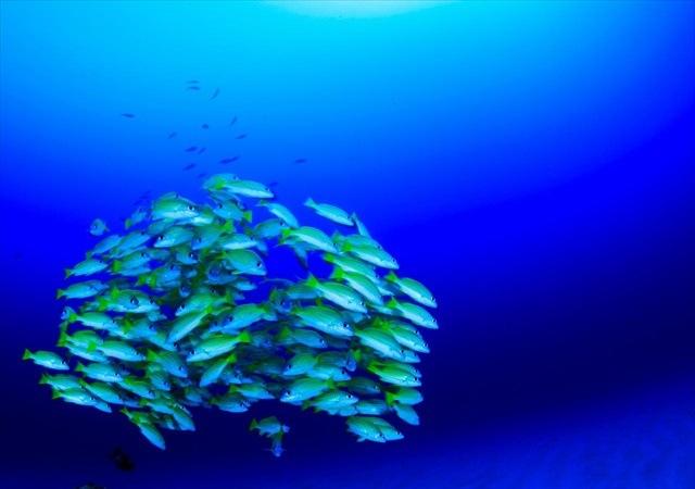 ishigaki_island_diving3.jpg
