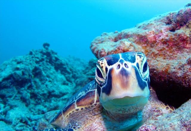 ishigaki_island_diving5.JPG