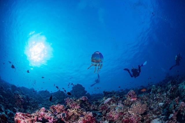 会いたい でも会いたくない 魅惑の沖縄 危険生物