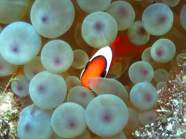 tokashikiisland_diving2.JPG