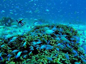 【グアム】海外でダイバーデビュー！