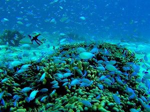 【グアム】海外でダイバーデビュー！