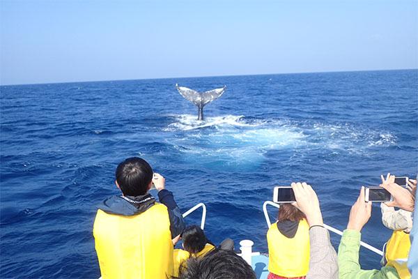 ホエールウォッチングイメージ