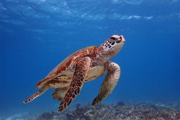 宮古島のpadi オープンウォーター ダイバー ダイビングツアーのことなら専門店のオーシャンズダイブツアー ダイビングツアー のことなら専門店のオーシャンズダイブツアー