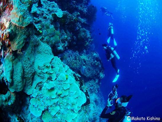 メナド ダイビング魅力 【メナド】滞在なら豪快なドロップオフ、大物、美しい珊瑚礁、マクロ生物