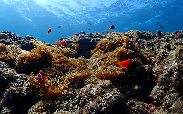 沖縄本島