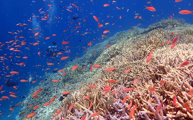 西表島