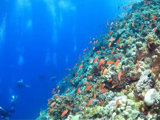 沖縄本島ダイビングポイント黒島北ツインロック