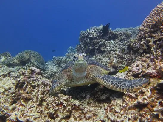 慶良間諸島 ダイビングポイント