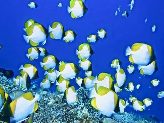 沖縄本島 ダイビングポイントウーマガイ