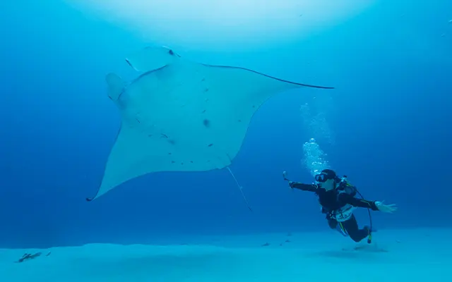 石垣島のオープンウォーター・ダイバー取得ツアーを探す