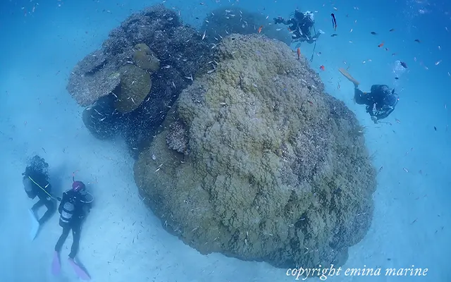 宮古島のオープンウォーター・ダイバー取得ツアーを探す