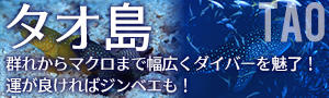 シーズン到来！＜3～10月＞「タオ島」ダイビングツアー ジンベエ、魚群～マクロまで幅広くダイバーを魅了♪