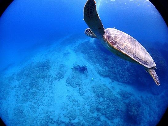 奄美大島 ダイビング魅力 エリア別の魅力 黒潮の恩恵を受けた生物の豊かさ 外洋ならではのダイナミックなポイント ワイドがぎっしり詰まった海！