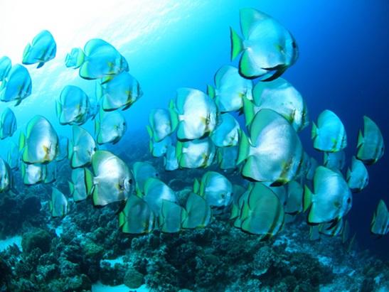 セブ島 ダイビングポイント ヒルトゥガン島