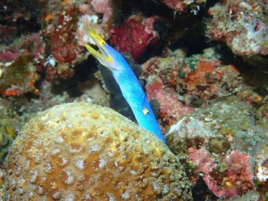 沖縄本島 ダイビングポイント 男岩 迫力の回遊魚とダイナミックな地形！