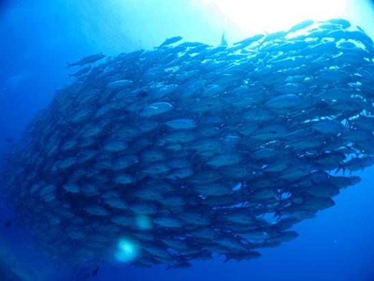 沖縄本島 ダイビングポイント 筆ん崎（粟国島） 圧巻のギンガメトルネード！