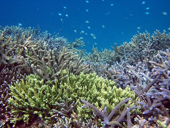 西表島 ダイビング魅力 珊瑚礁の美しさ