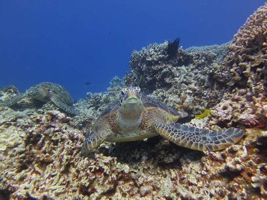 慶良間諸島 ダイビングポイント ハナレ 真っ白な砂地で癒しのひと時