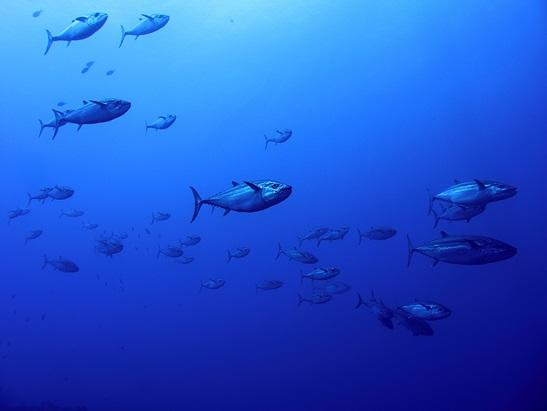 久米島 ダイビングポイント トンバラ 魚群と大物が現れる人気No.1ポイント！
