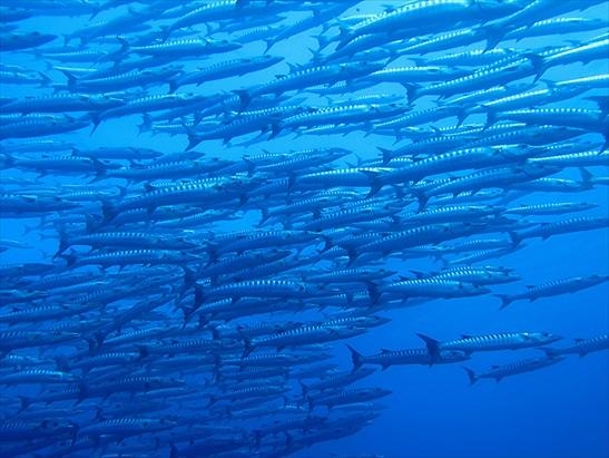 与那国島 ダイビングポイント 赤土（あかつち） 魚群を満喫！