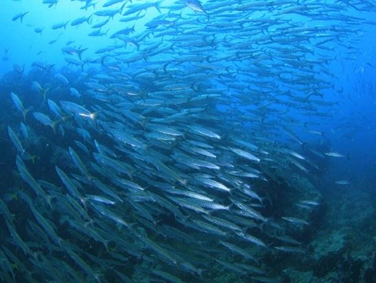 サムイ島 タオ島 ダイビングポイント サウスウエストピナクル