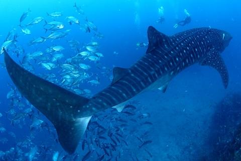 タイ・シミラン諸島のジンベエザメ